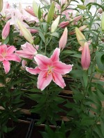 [4207 Marlon NES No01.JPG]